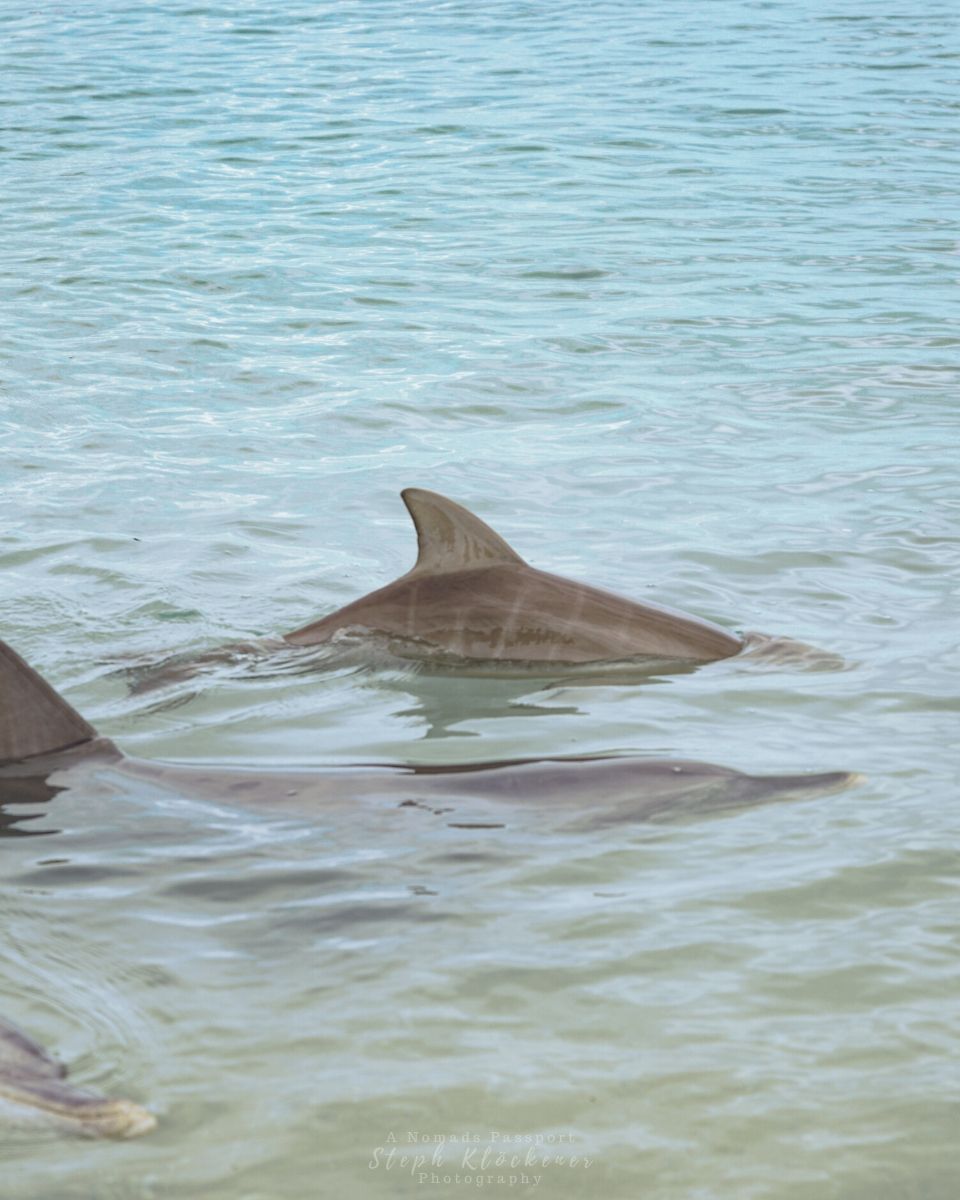 Dolphin calve with tiger stripes which are typical for baby dolphins