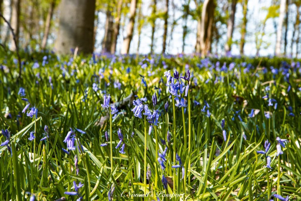 3 Bluebell Forests in Germany