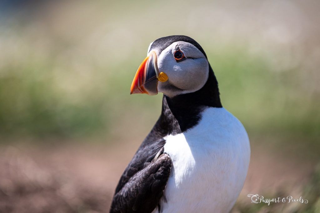 Puffin on Skomer Island, Wales - one of the best hidden gems in the UK