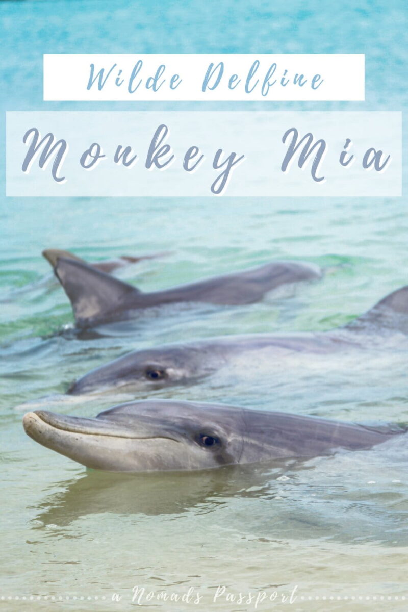 Wilde Delfinee Monkey Mia