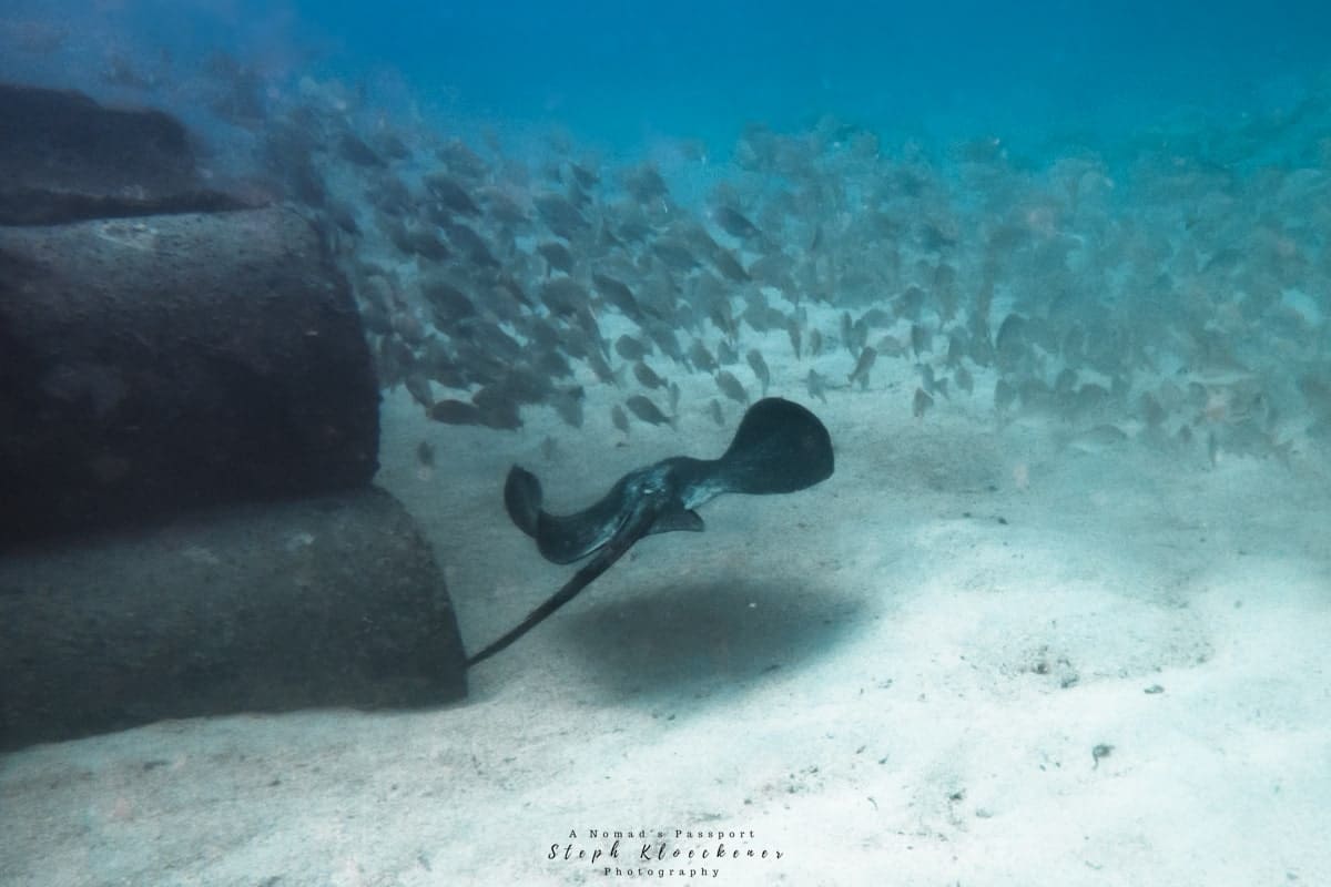Scuba diving in Gran Canaria Guide