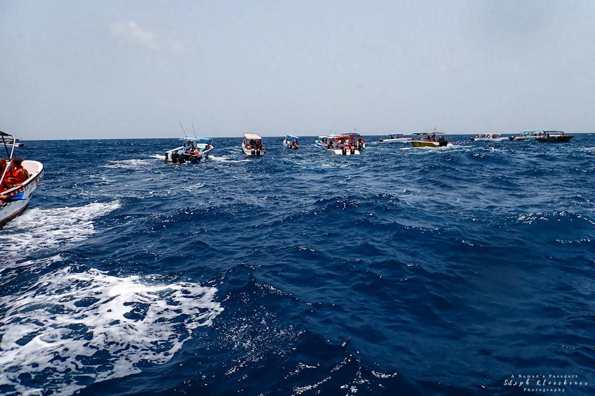 Boats Isla Mujeres Whale Sharks