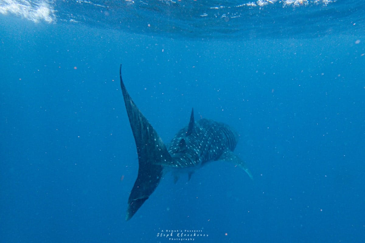 Swim with WHale Sharks Isla Mujeres