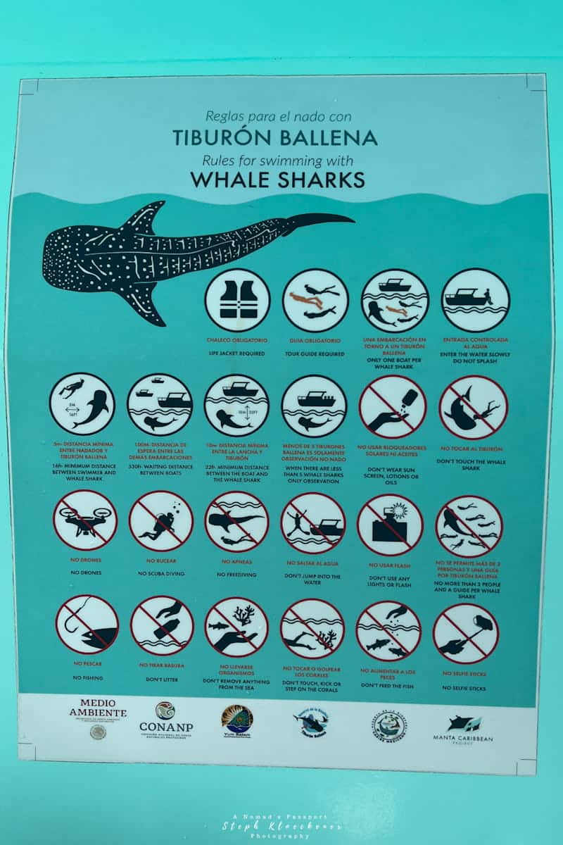 Swimming with Whale Sharks in Mexico Rules