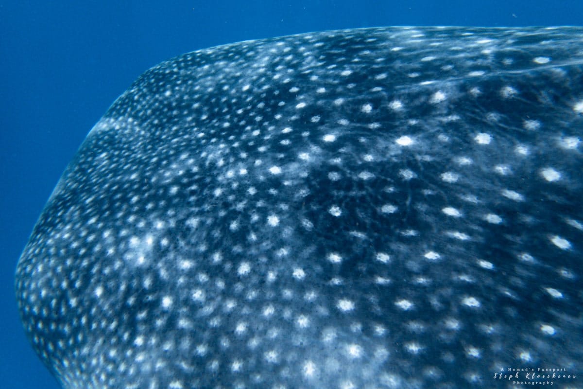 Whale Shark Closeup