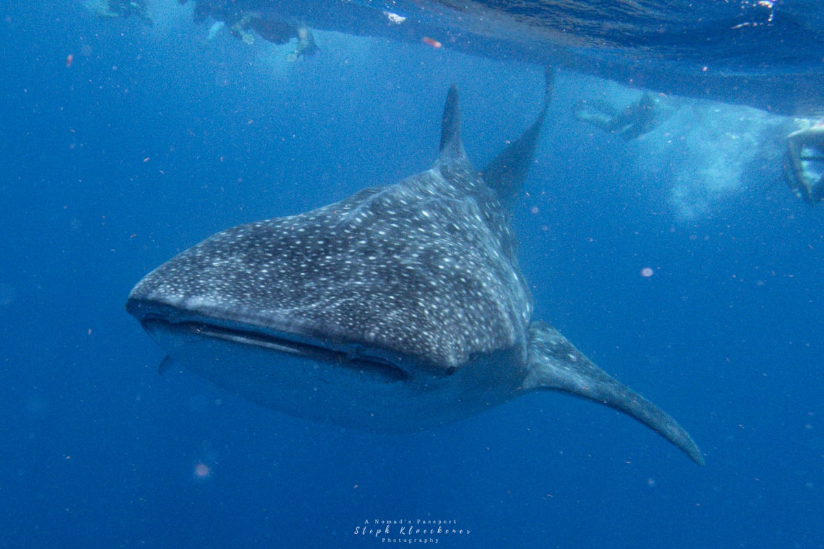 Whale Shark Isla Mujeres