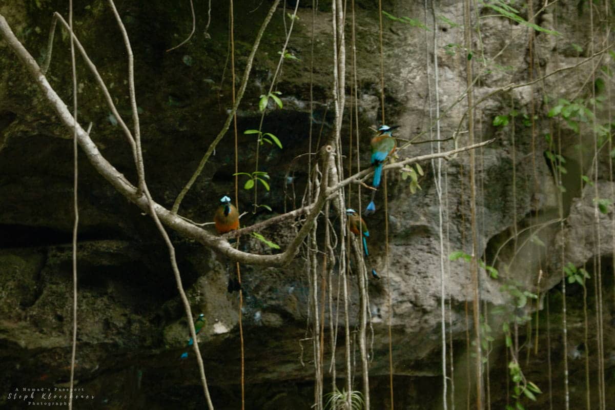mot mot birds at Valladolid cenote