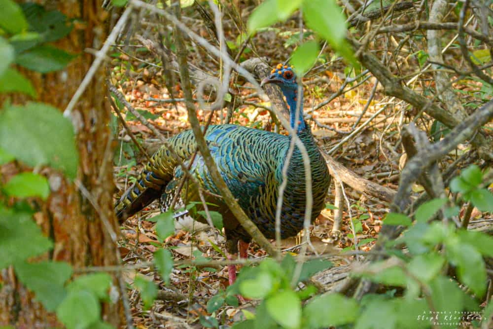 Oscellated Turkey Calakmul