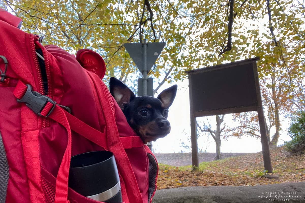 Hiking with Sydney