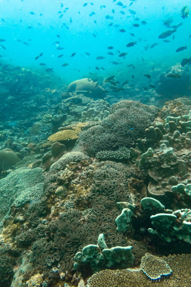 Learn to dive coral reefs