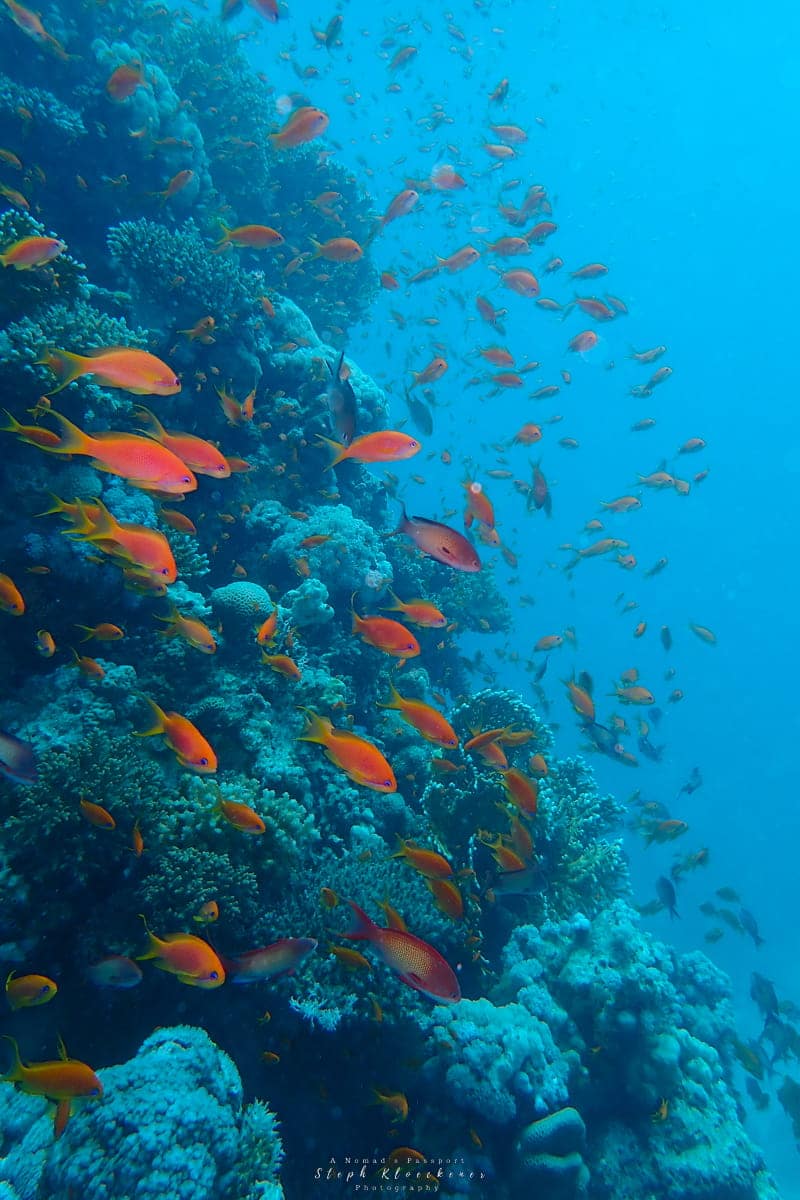 Learn to dive underwater world