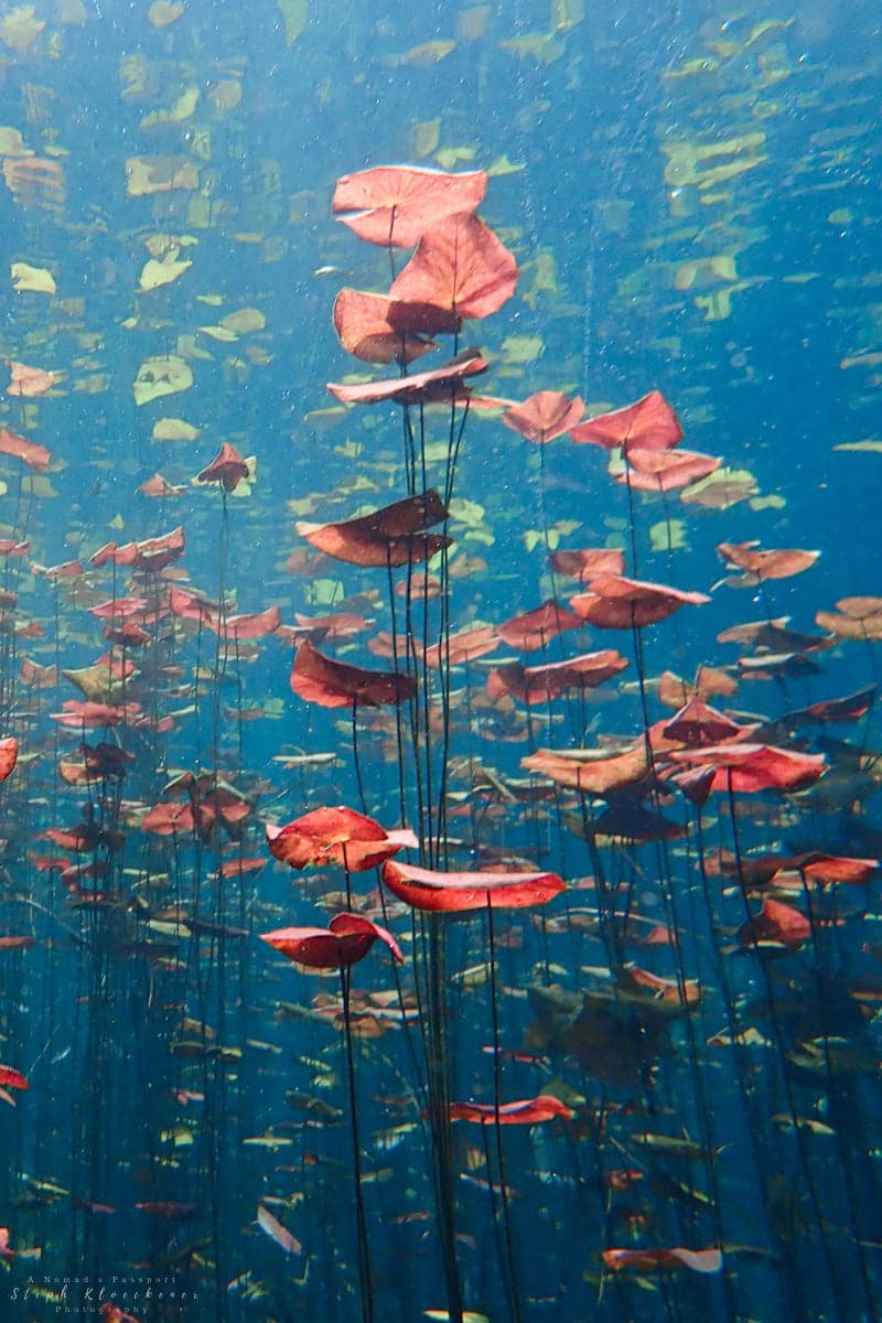 learn to dive marvelous sights