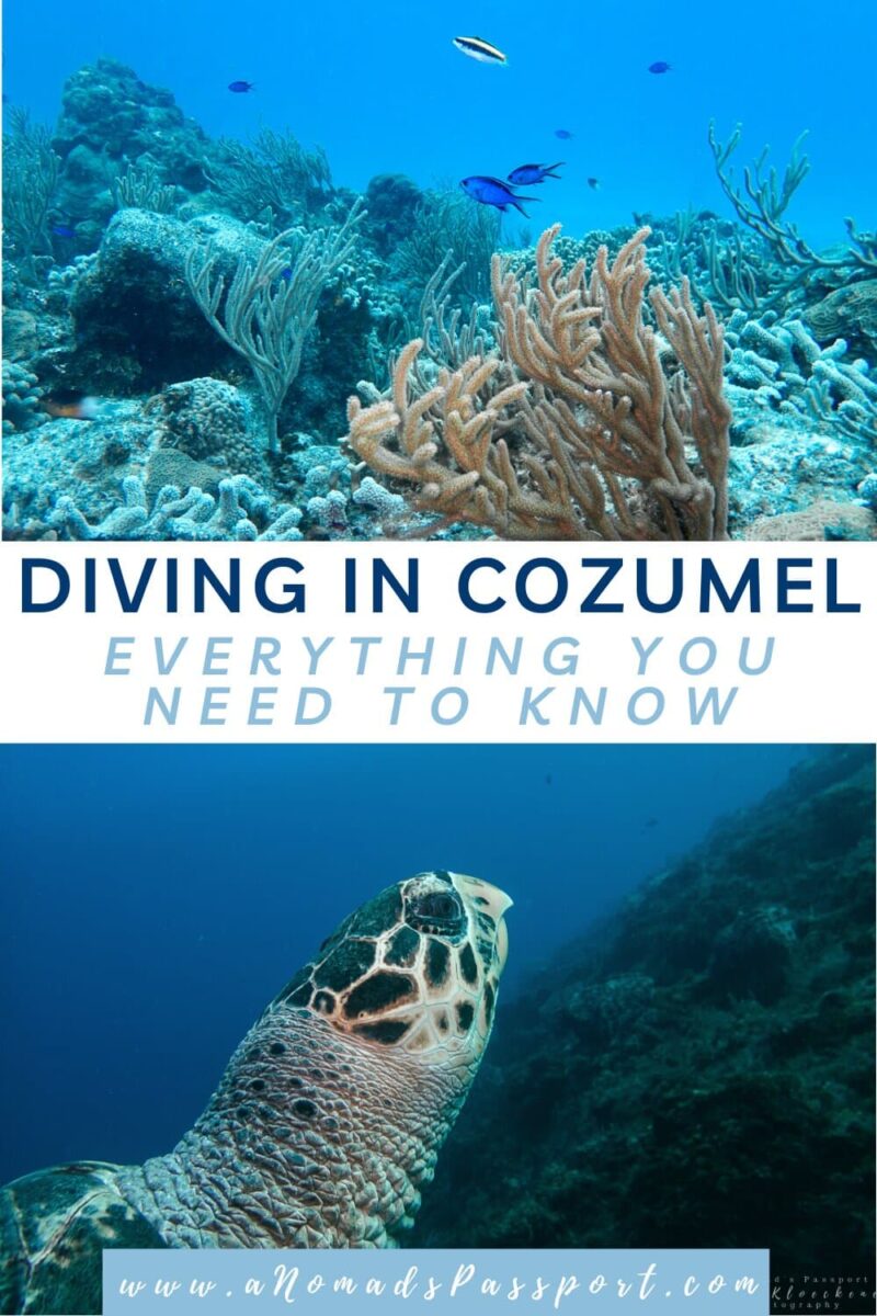 Diving in Cozumel Everything you need to know