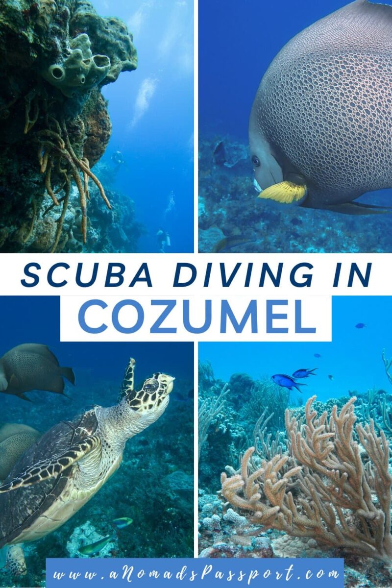 Diving in Cozumel what you need to know