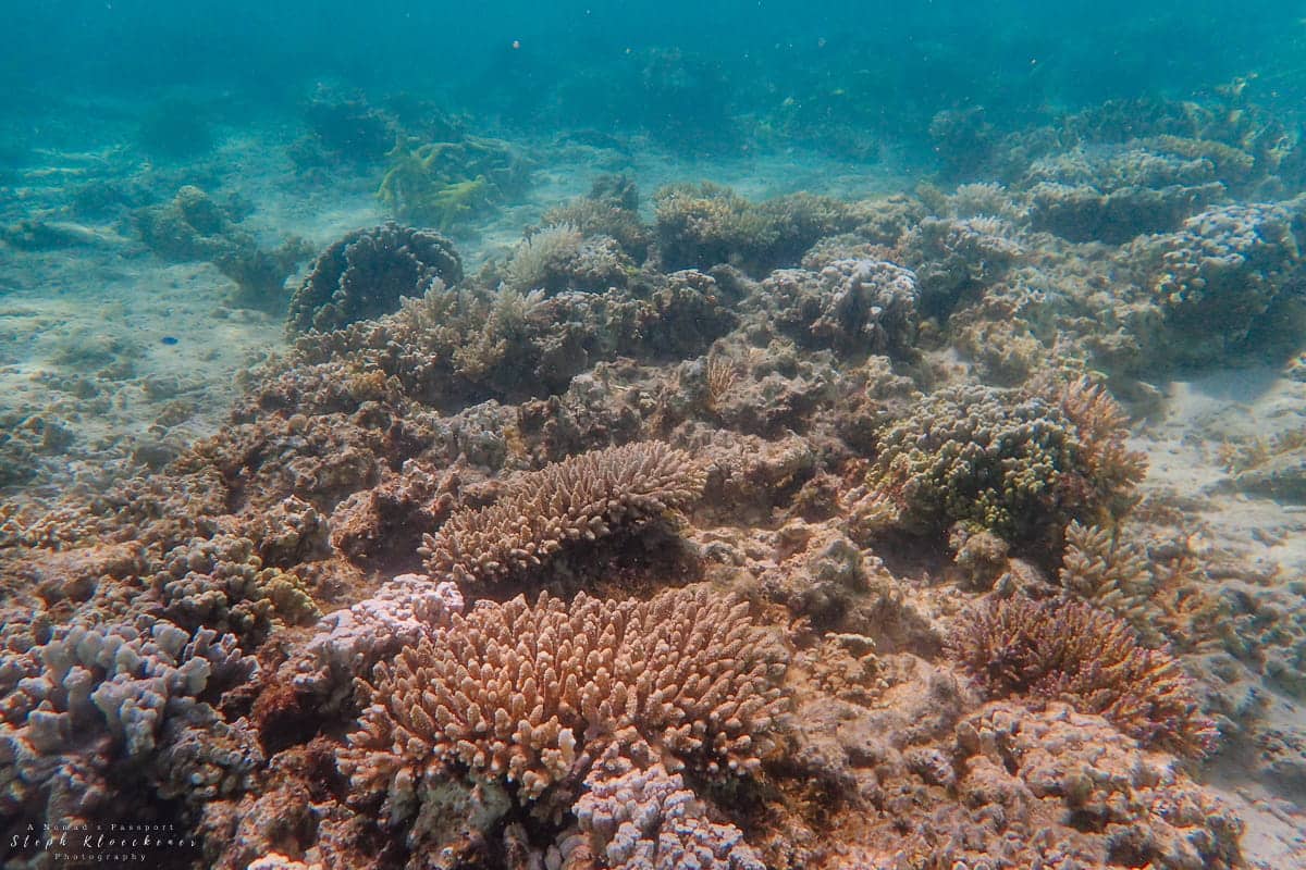 Scuba Diving vs Snorkeling Ningaloo Reef