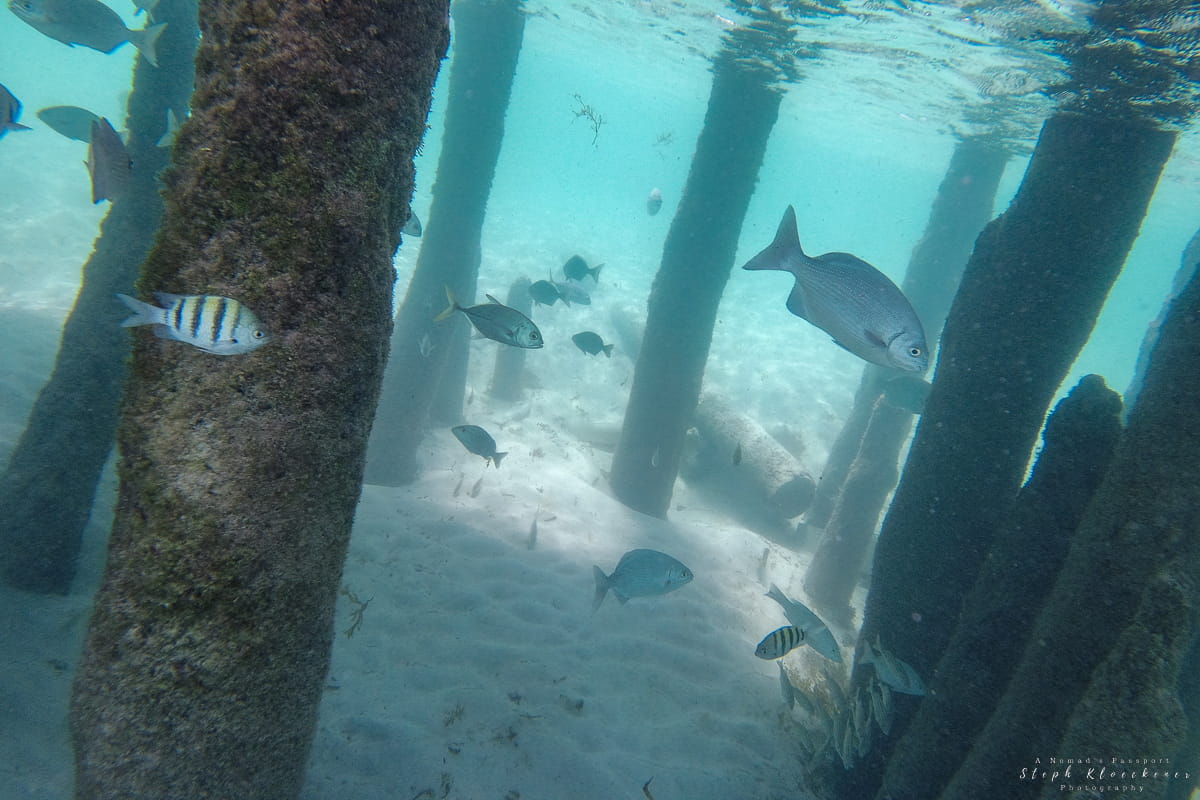 Snorkeling Isla Mujeres Bridge