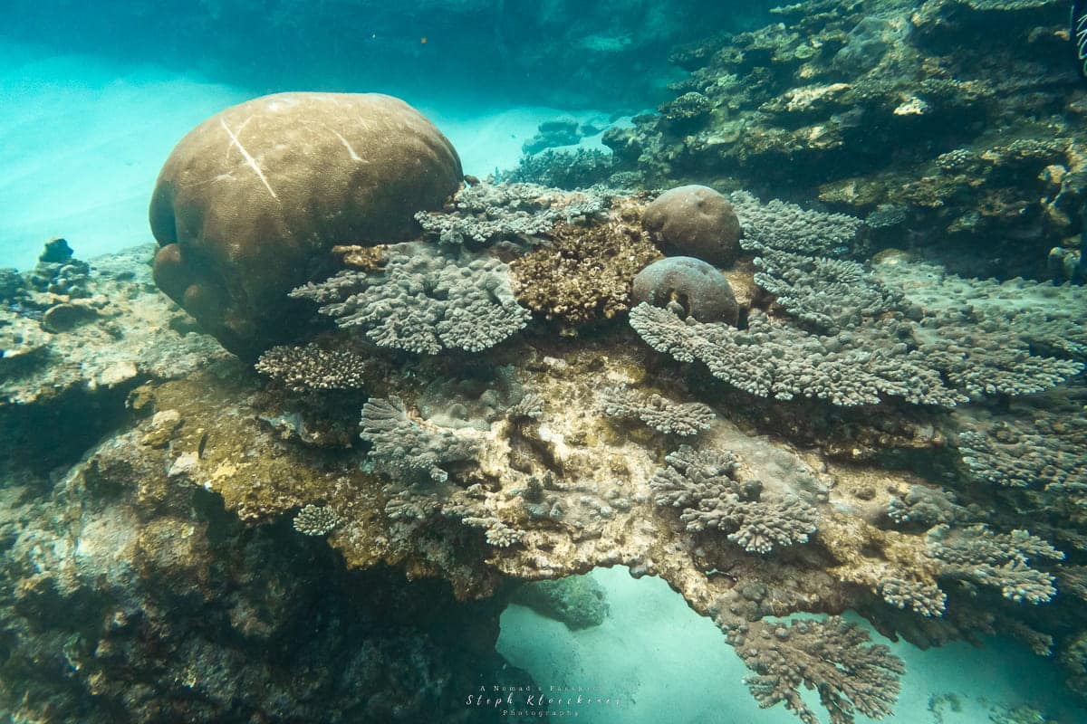 Snorkeling vs Scuba Diving Corals