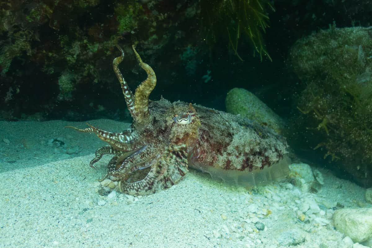 Dive Ghar Lapsi Cuttlefish