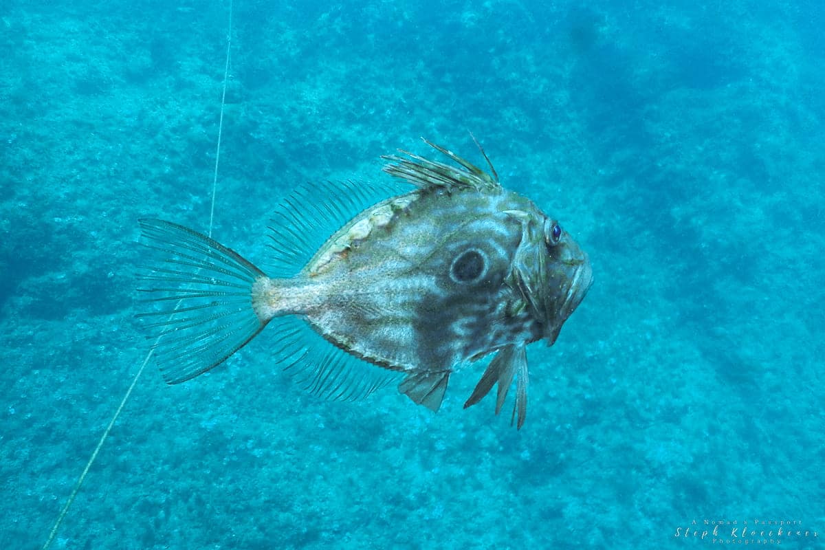 Diving Malta John Dory
