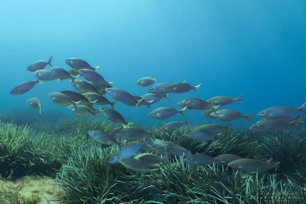 Exiles Reef Sliema Malta Diving