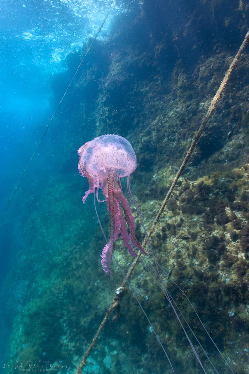 Mauve Stinger Diving Malta
