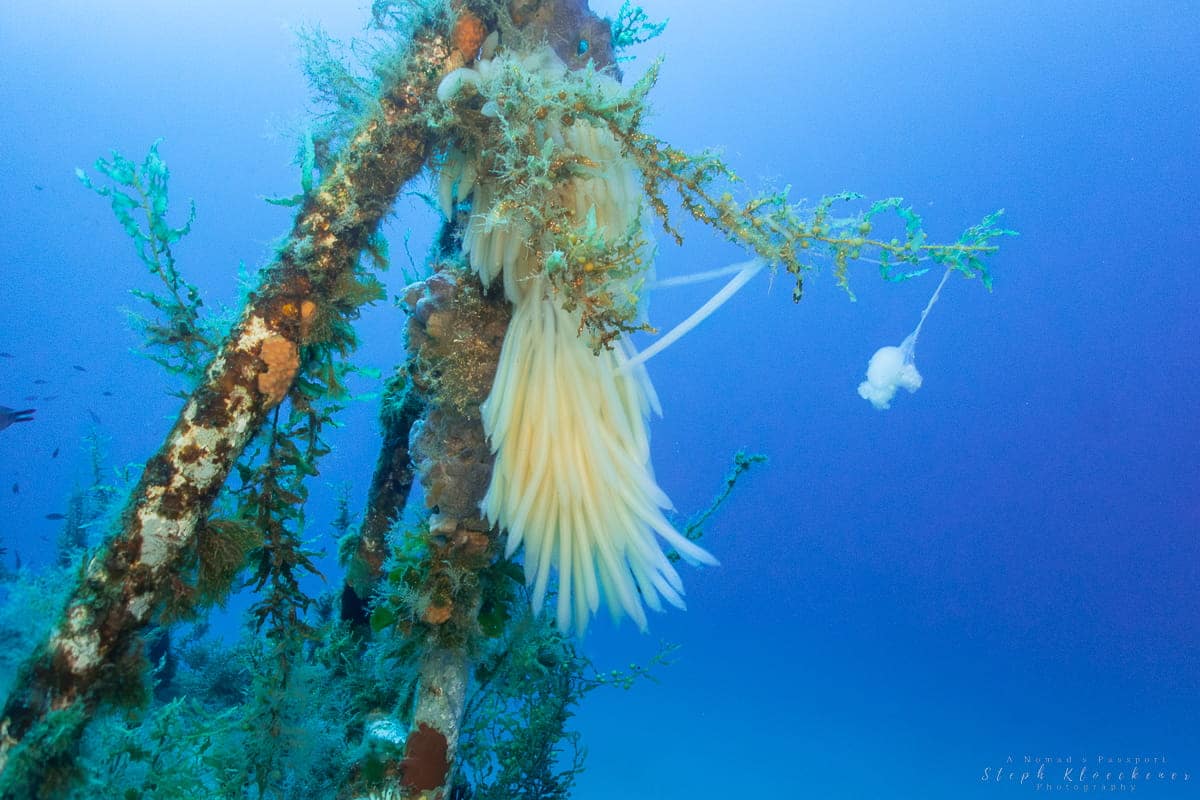P29 Wreck Malta Squid Eggs