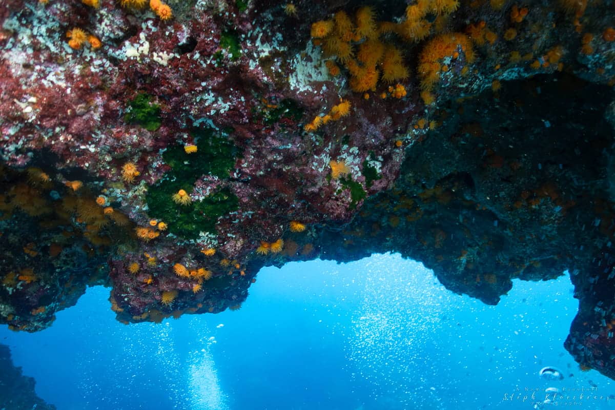Corals Blue Hole Gozo