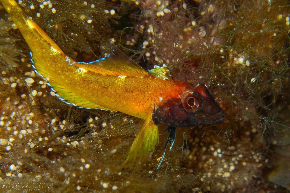 Diving Gozo Blenny