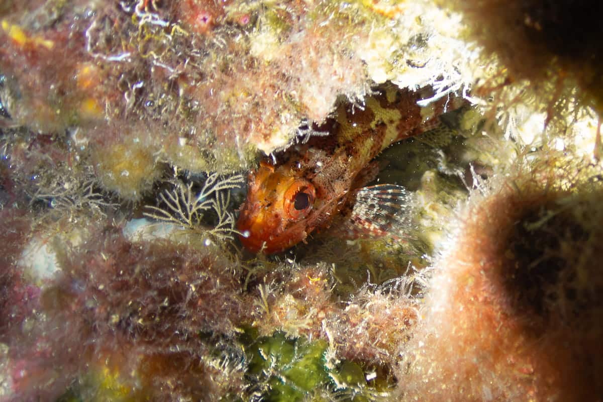 Diving Gozo Scorpionfish