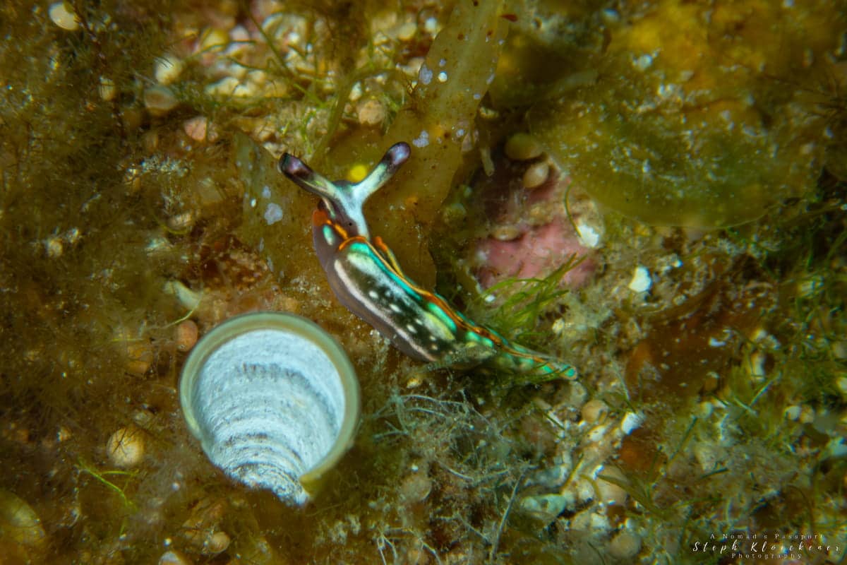 Diving Gozo Thuridilla hopei