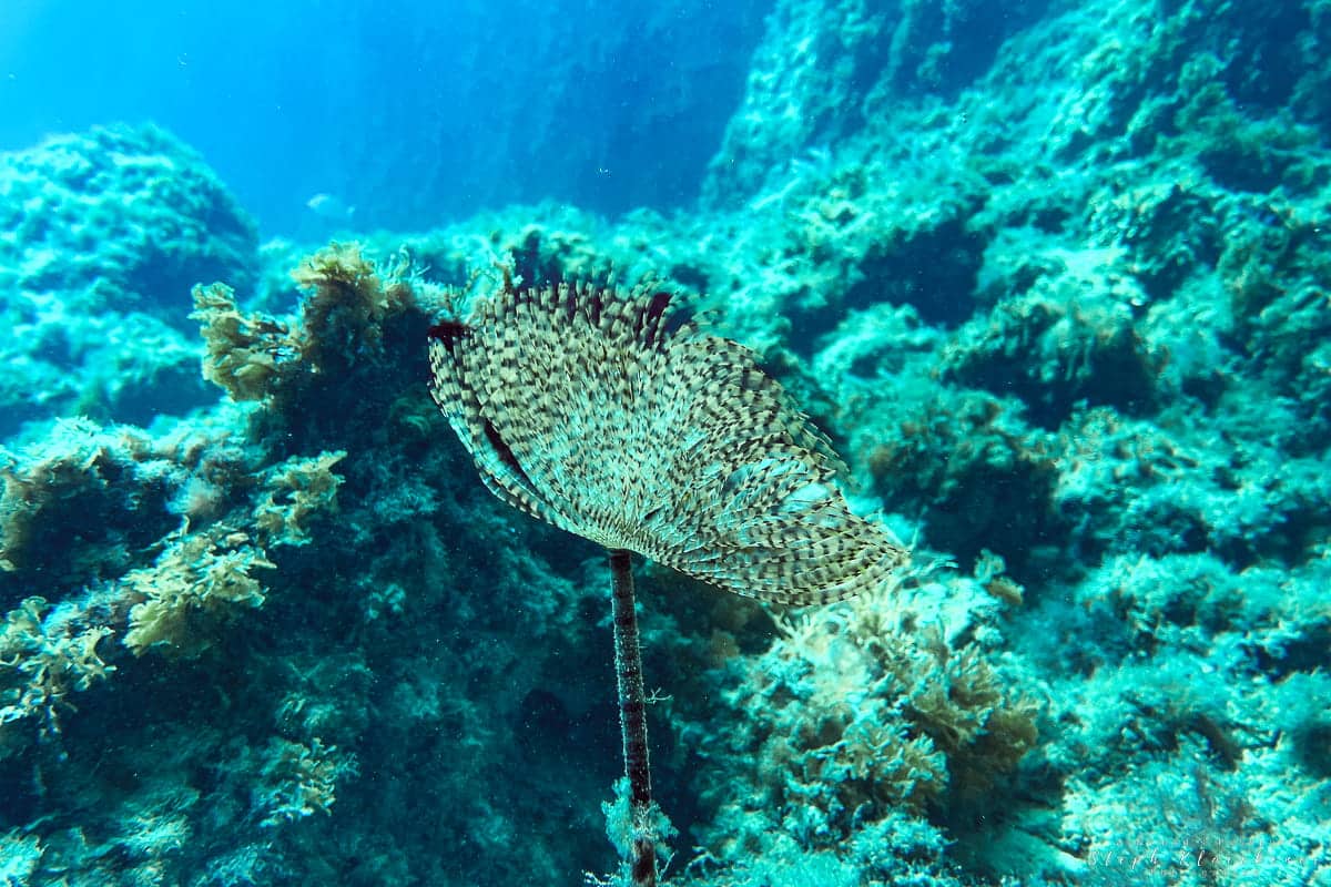 Fan Worm Diving Gozo