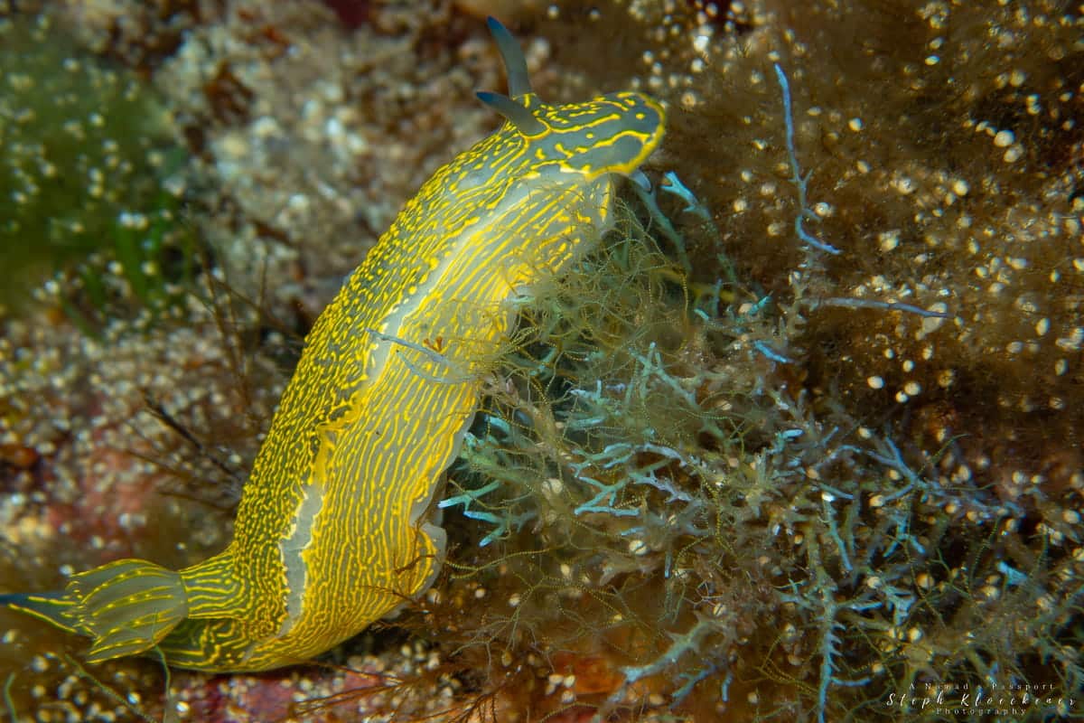 Giant Doris Diving Gozo