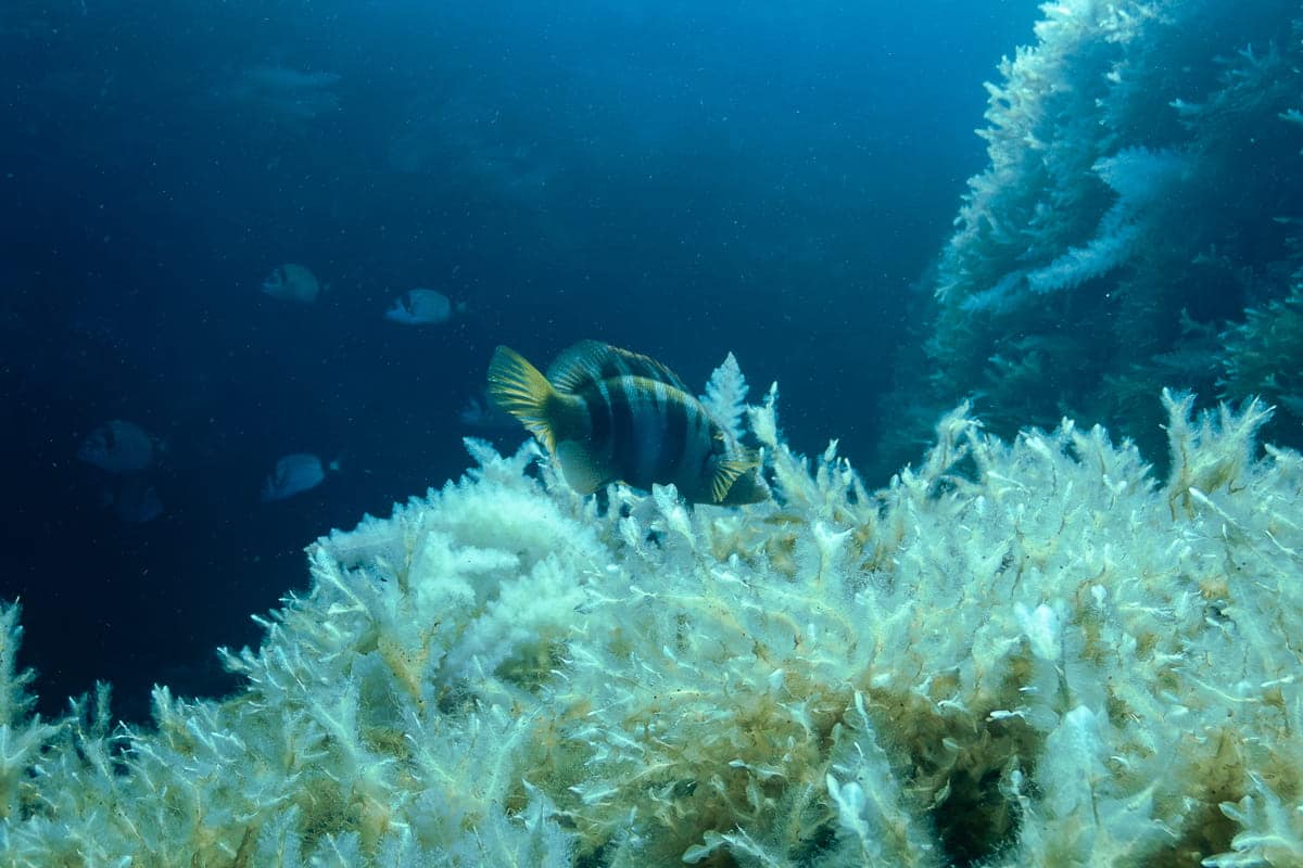 Ras il Hobz Dive Site Gozo