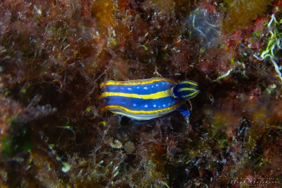 Ras il Hobz Nudibranch