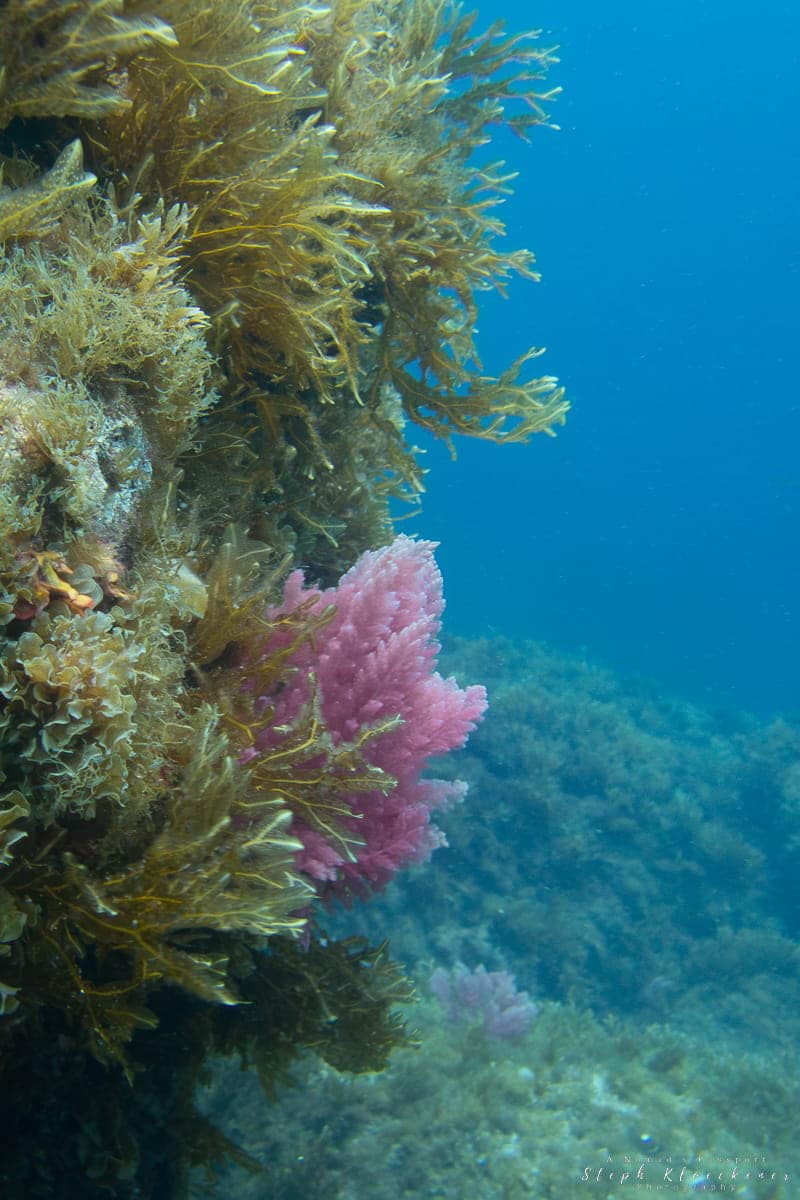 Xlendi Bay Diving Gozo