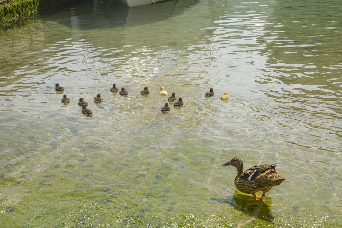 Xlendi Ducks