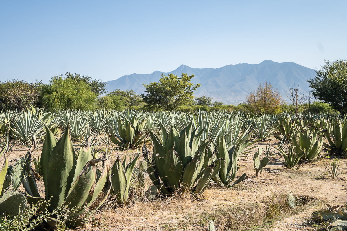 Mezcal Tasting Oaxaca Day Trip