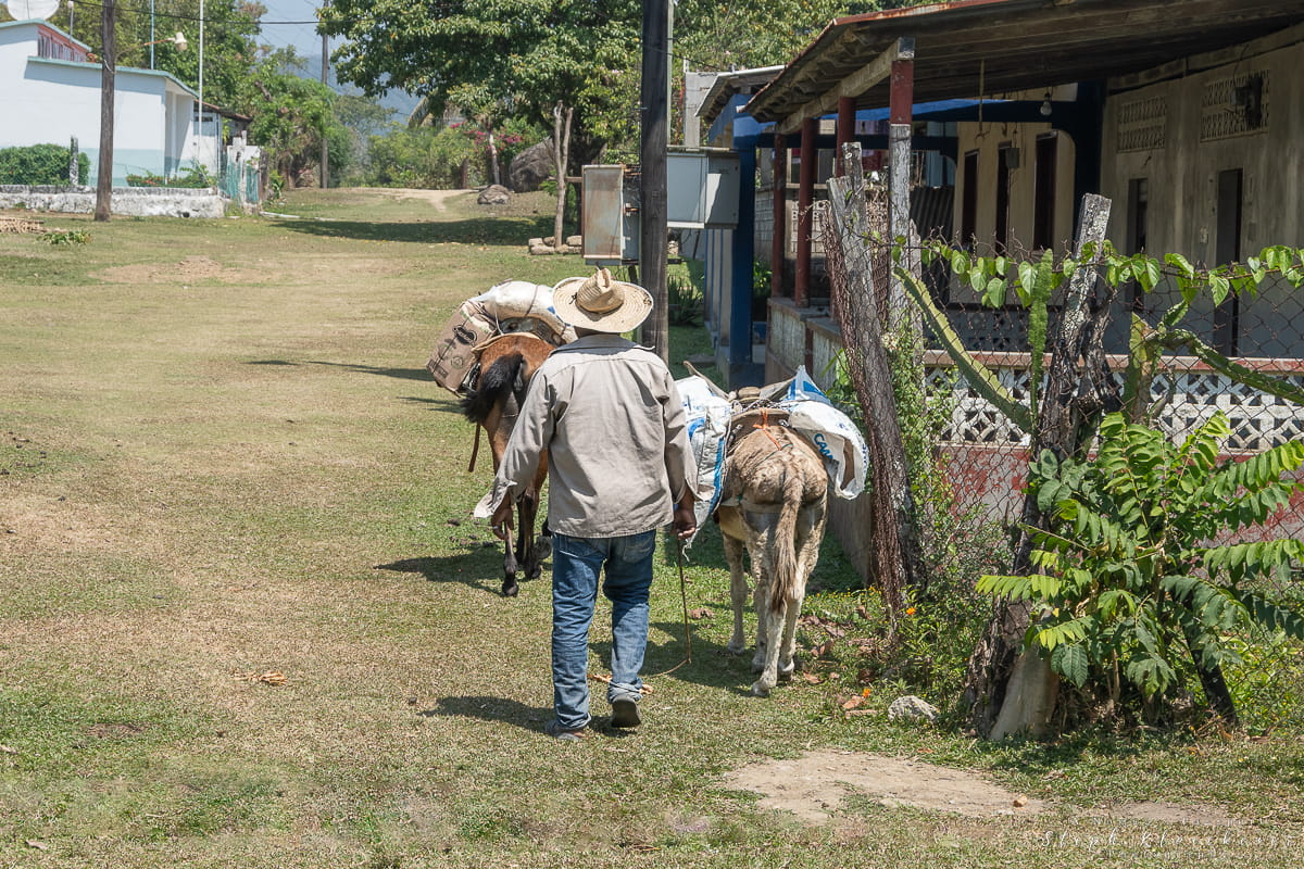 Isla Soyaltepec Donkey