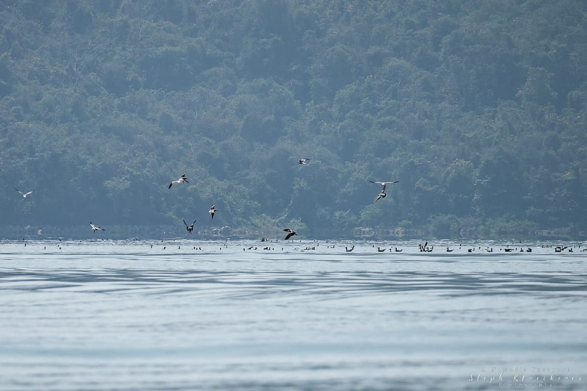 Lake Miguel Aleman Birds Fishing