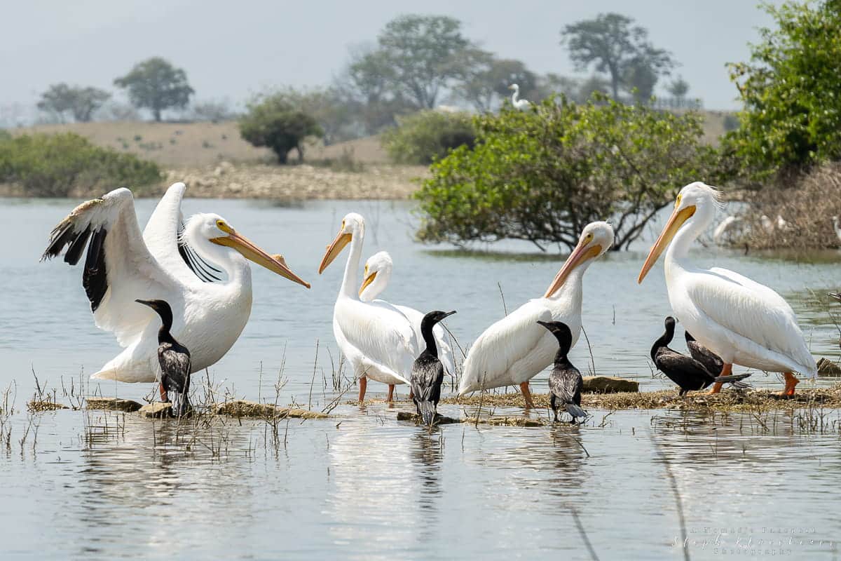 Lake Miguel Aleman Pelican