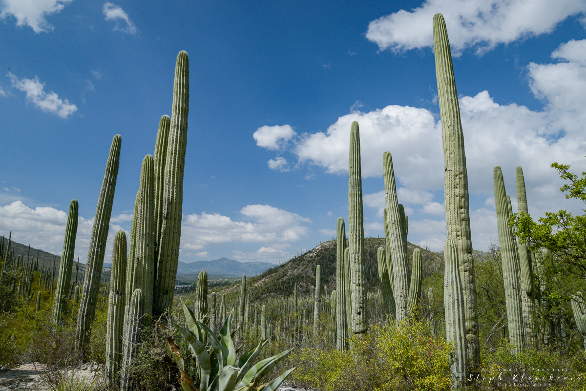 Jardin Botanico Helia Bravo Hollis Puebla