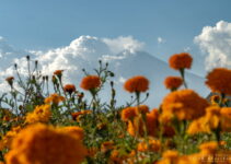 Puebla Road Trip – Explore the Diversity of the State in 11 Days