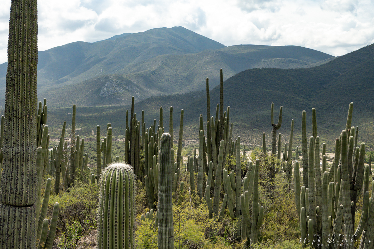 Tehuacan Cuicatlan Biosphere Reserve