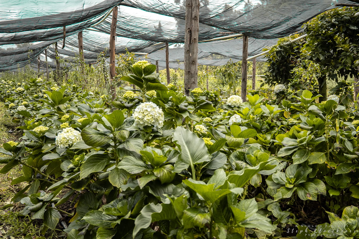 Popocatepetl Flower Nurseries